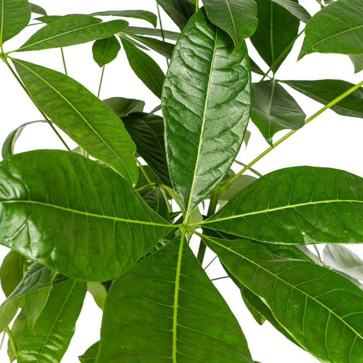 Oasis of Life - Wholesale Live Plant - Pachira Aquatica with Basket – Height 120–140cm – Ø24cm – Braided Money Tree – Easy-care Houseplant with Air-purifying Effect for Living Room & Office3