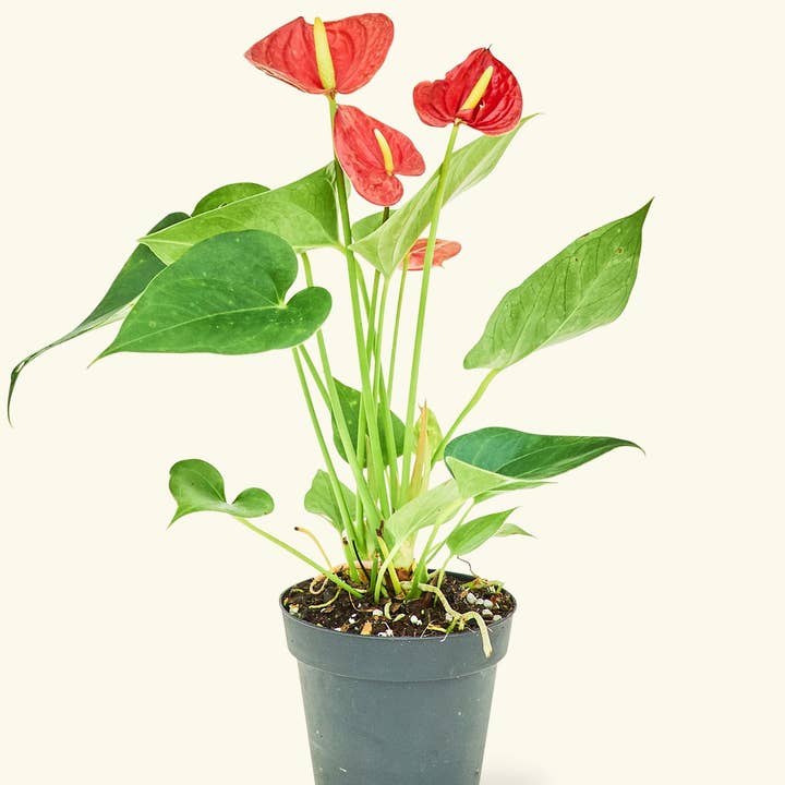 Rooted - Wholesale Live Plant - Anthurium 'Red Flamingo' (4" or 6" Pot)