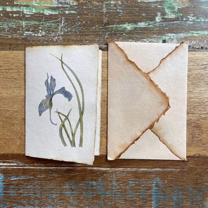 Botanisk illustration | Kort eller tryk | Iris for engroshandel hos ArtRoots LLC