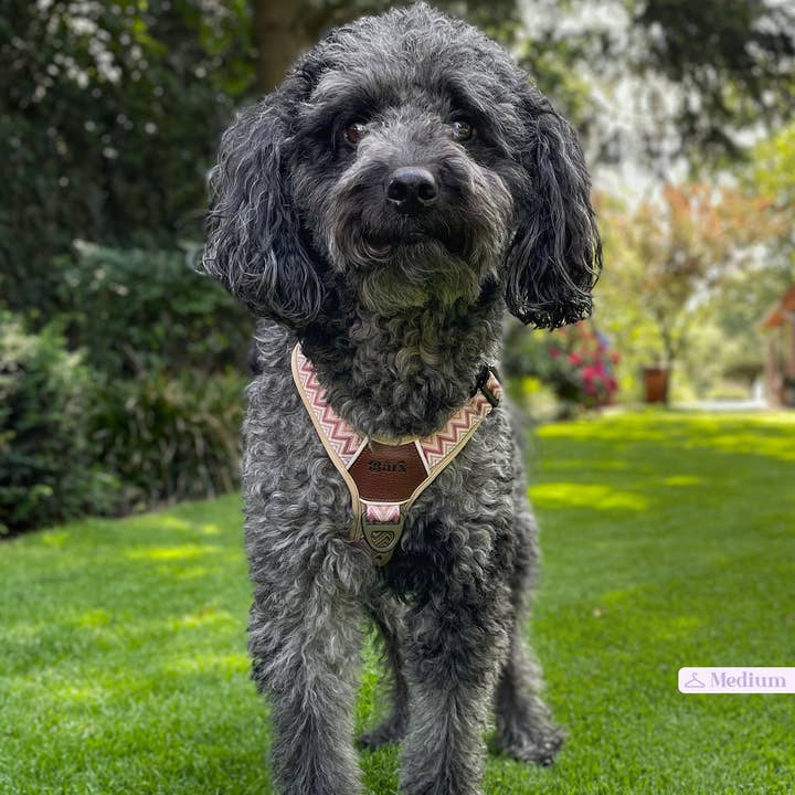 Barx - Wholesale Pet Harness - Dog - Adventure Air Harness | Missoni4