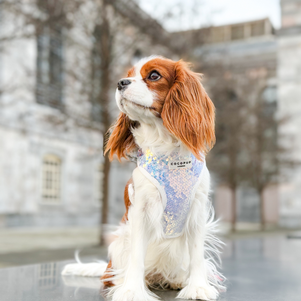 Cocopup London - Vendita all'ingrosso Pettorina - Cani - Imbracatura LUXE Party con Paillettes Olografiche33