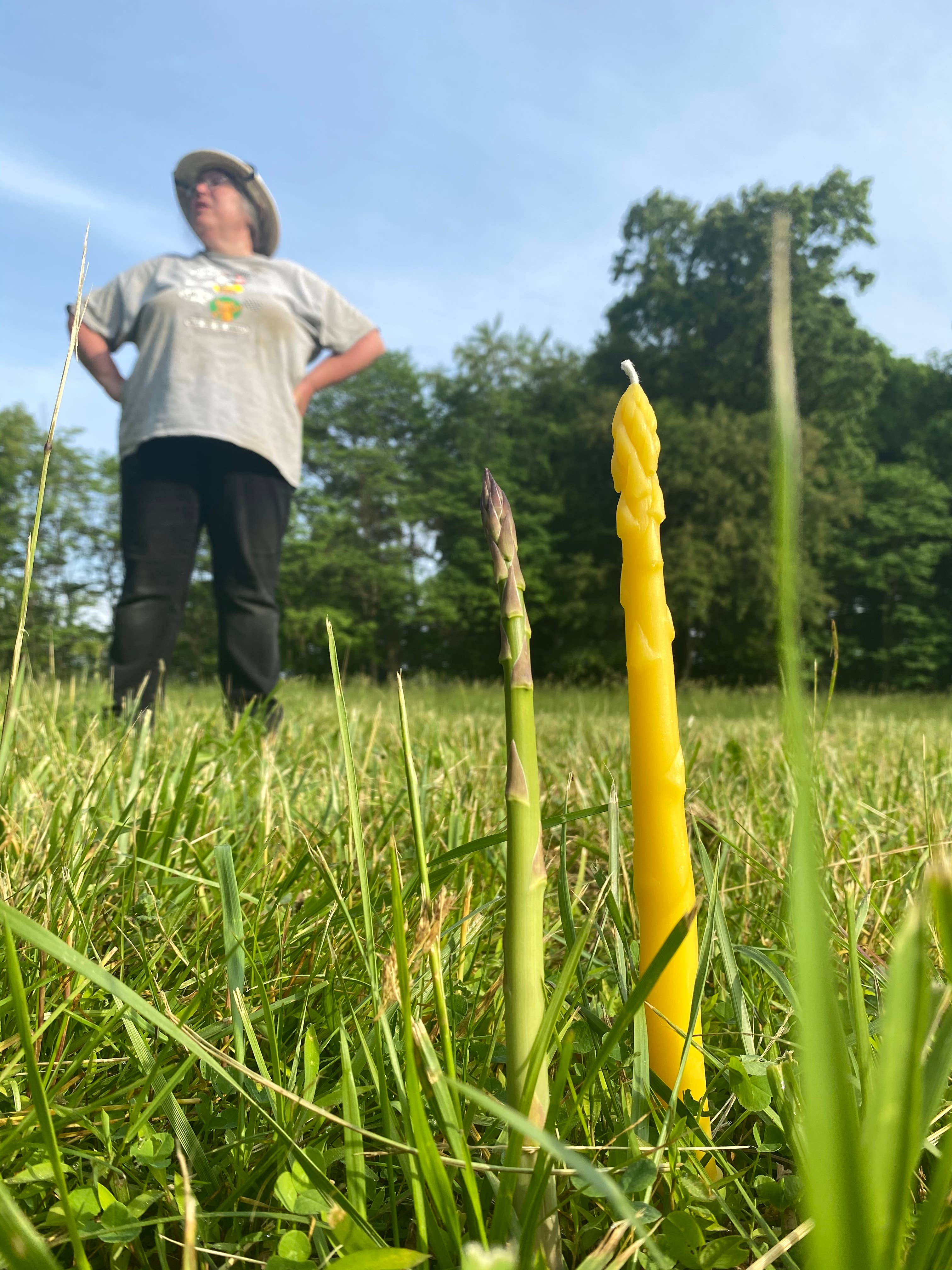 Artifaqt - Venta al por mayor Velas cónicas/candeleros - Velas Cónicas de Cera de Abeja con Diseño de Espárragos (Par)5