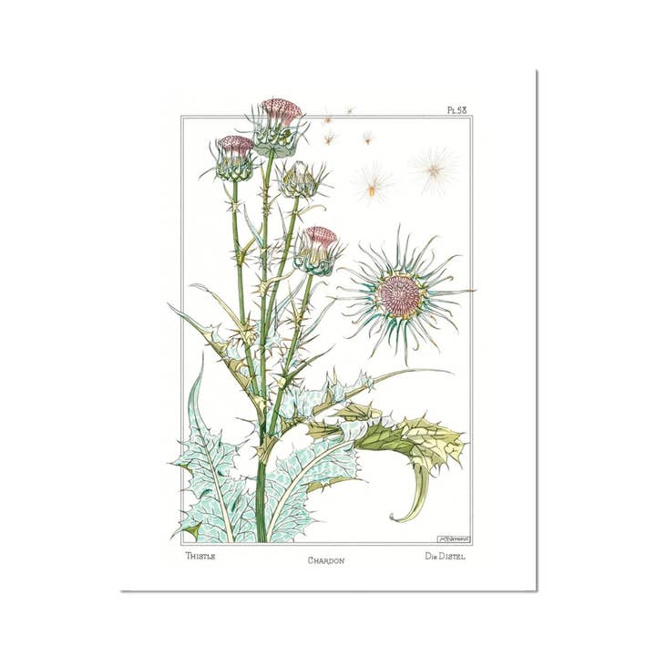 Thistle Fine Art Print for wholesale by Cynefn