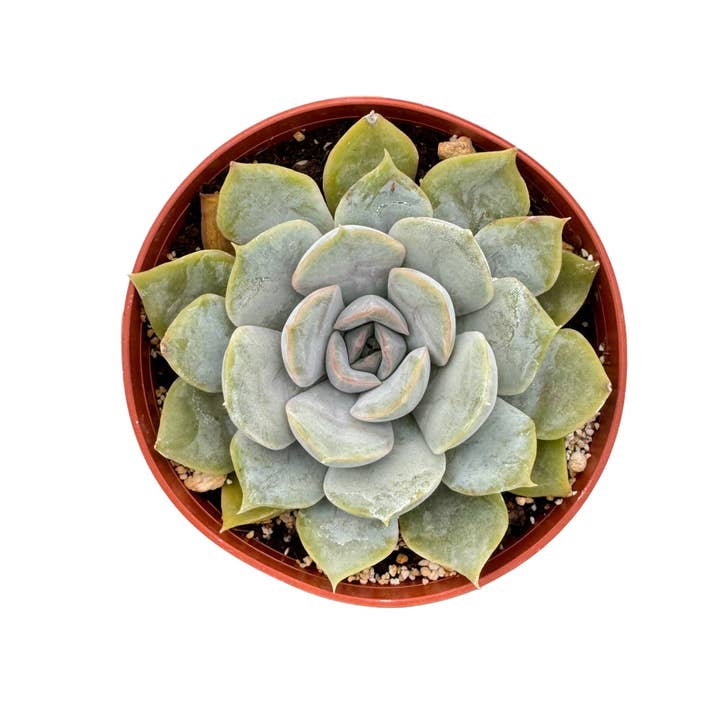 Succulent Wholesale - Wholesale Succulent - Assorted Succulents | 4 inch5