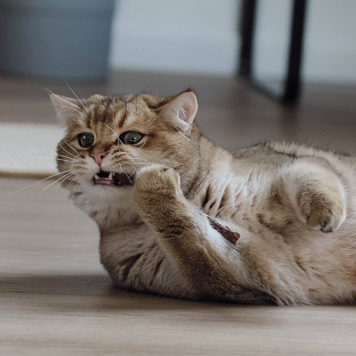 ne&no – Engroshandel Legetøj - Kat – ne&no® Matatabi pinde til katte - sæt med 3 - i gaveæske11