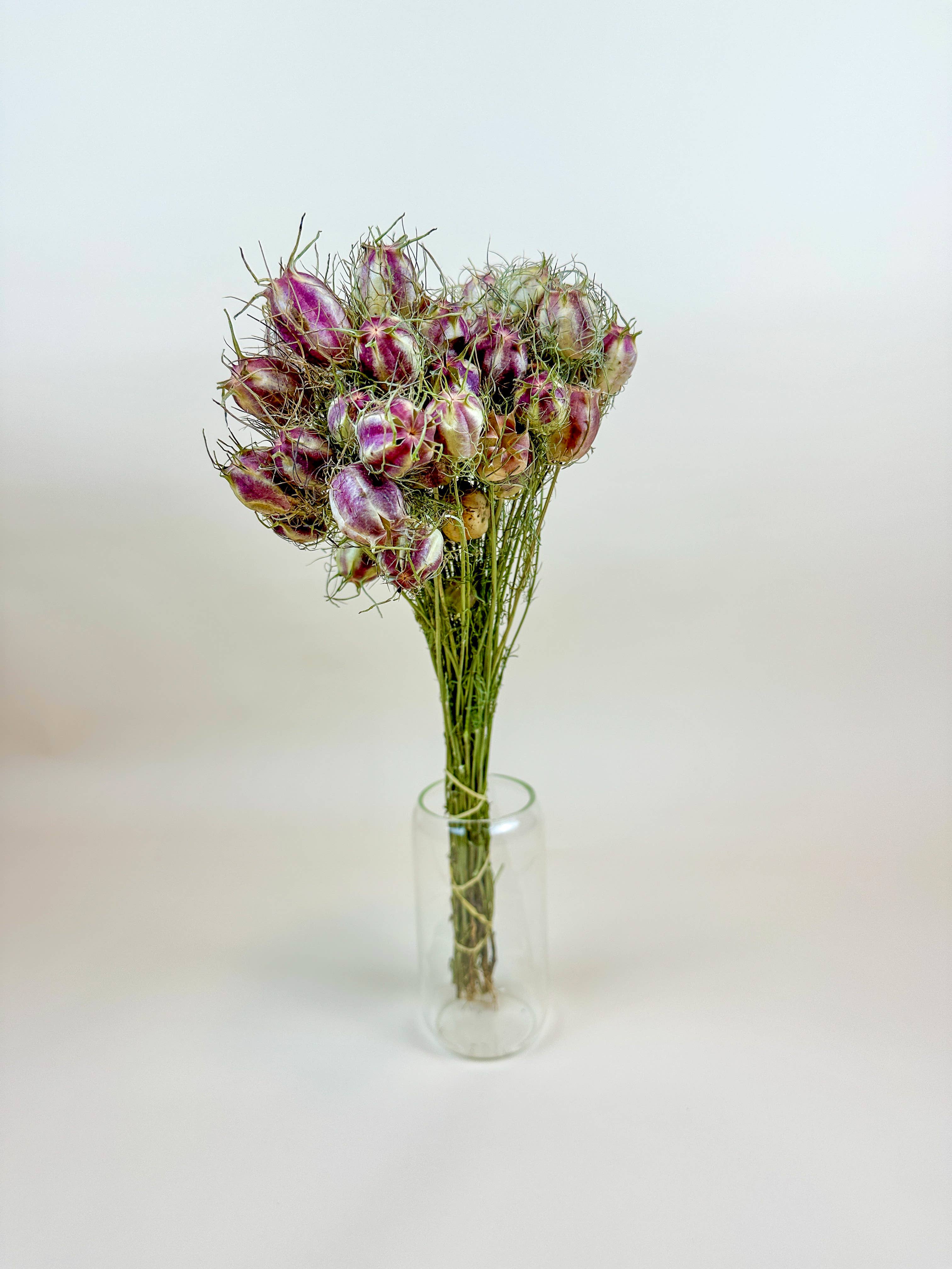 Lovejoy Farms Premium Dried Flowers – wholesale Torkade/pressade blommor – Nigella (Love-in-a-Mist) – Naturligt torkade fröskidor2