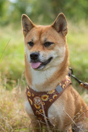 Collarfull - Wholesale Pet Harness - Dog - Tiny Trails step-in dog harness - Sunflowers on my mind8