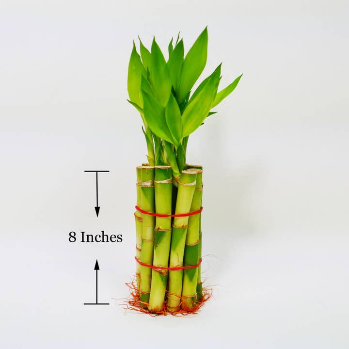 Northwest Orchids - Wholesale Plant Pot - 8" Straight Lucky Bamboo Stalk Bundle1