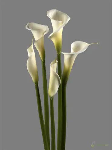Calla Lily White Premium 40 stems for wholesale by Florasource