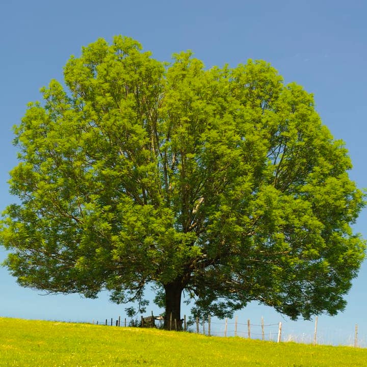 The Rike - Wholesale Plant Seeds - 4 pack x 100 Seeds Green Ash Tree Seeds for Planting
