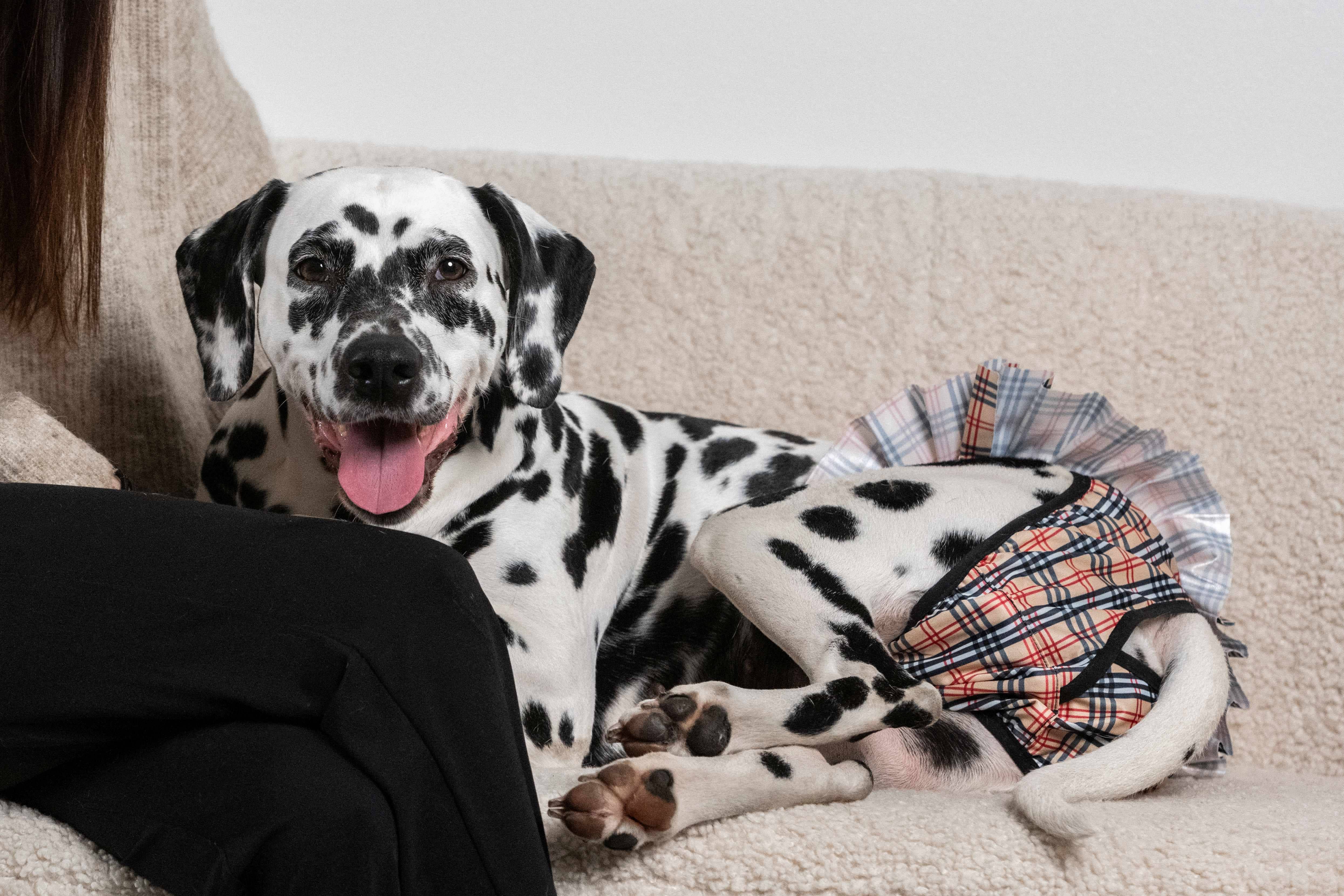 FINNERO – wholesale Husdjursblöja - Hund – FINNERO Ballerina hundhygienbyxor, 5 färger, tvättbara28