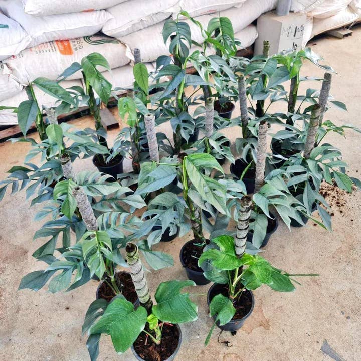 Mosley's Tropical Plants - Wholesale Live Plant - Cebu Blue Rooted Large Pot