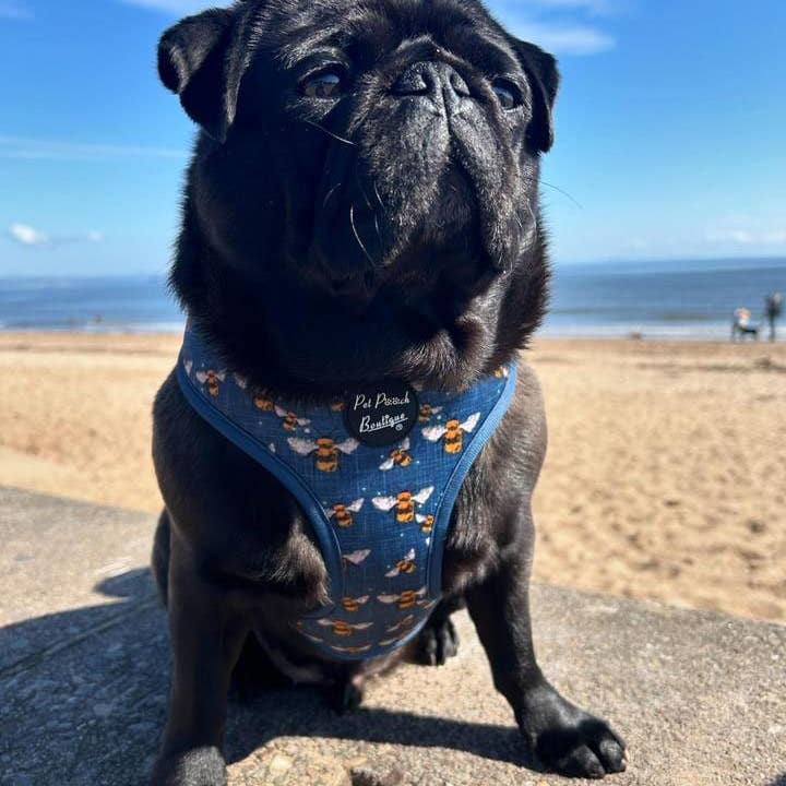 Pet Pooch Boutique - Wholesale Pet Harness - Dog - Blue Buzzy Bumble Bee Puppy Dog Harness