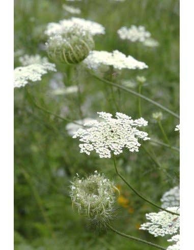 Florasource - Wholesale Fresh Cut Flowers - Queen Ann's Lace 5 bunches