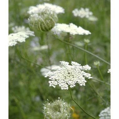 Florasource - Wholesale Fresh Cut Flowers - Queen Ann's Lace 5 bunches0