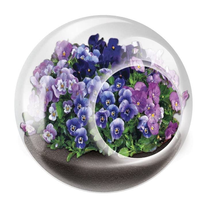 Silver Circle Products - Wholesale Retailer Display - Home & Living - Tiny Terrariums Flowering Counter Display with 6 Varieties6
