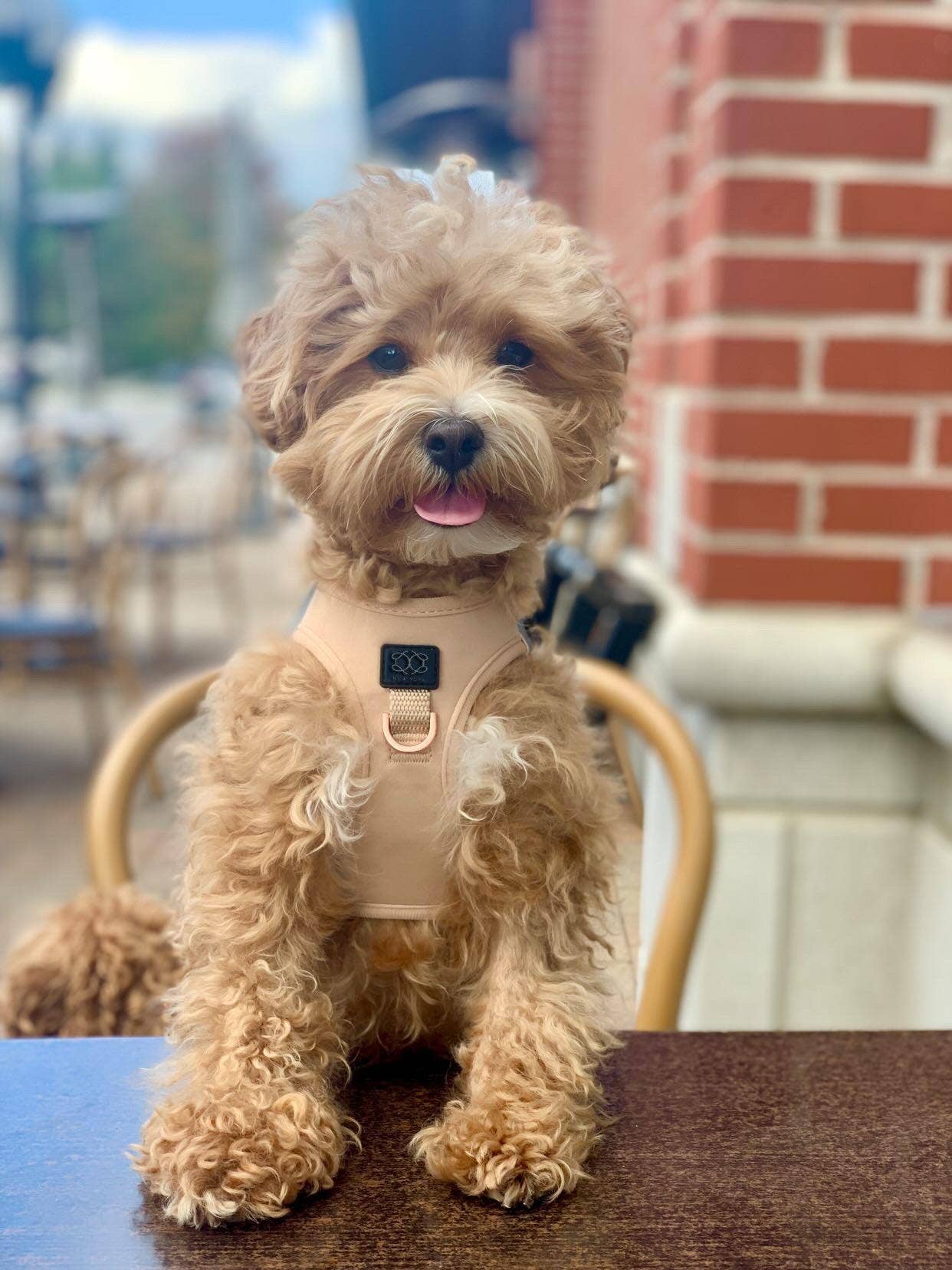 Dogistry™ - Wholesale Pet Harness - Dog - SoHo Dog Harness - Dune7