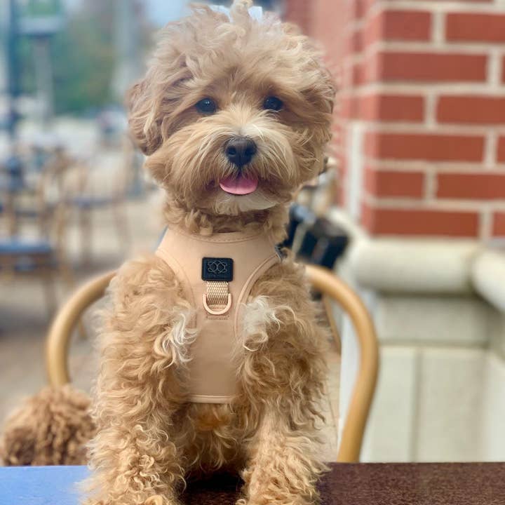 Dogistryâ„¢ - Wholesale Pet Harness - Dog - SoHo Dog Harness - Dune7