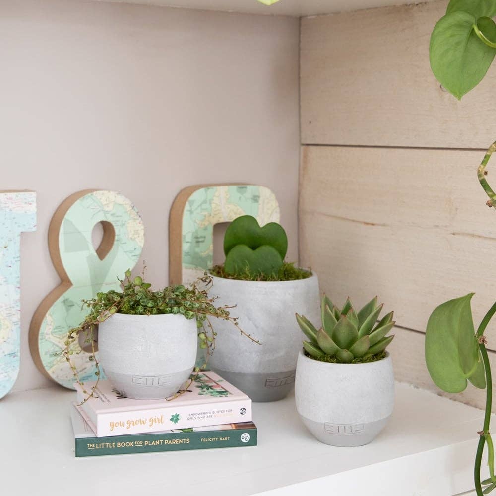 The Little Botanical – wholesale Succulent – Hoya Kerrii (Double Heart) 💚💚12