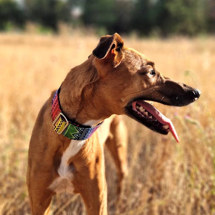 Click Cotton Collar - KENIA for wholesale by candyPet