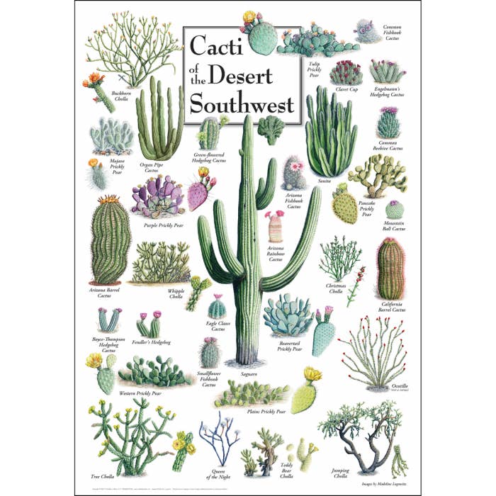 Cacti of the Desert Southwest Poster for wholesale by Earth Sky + Water