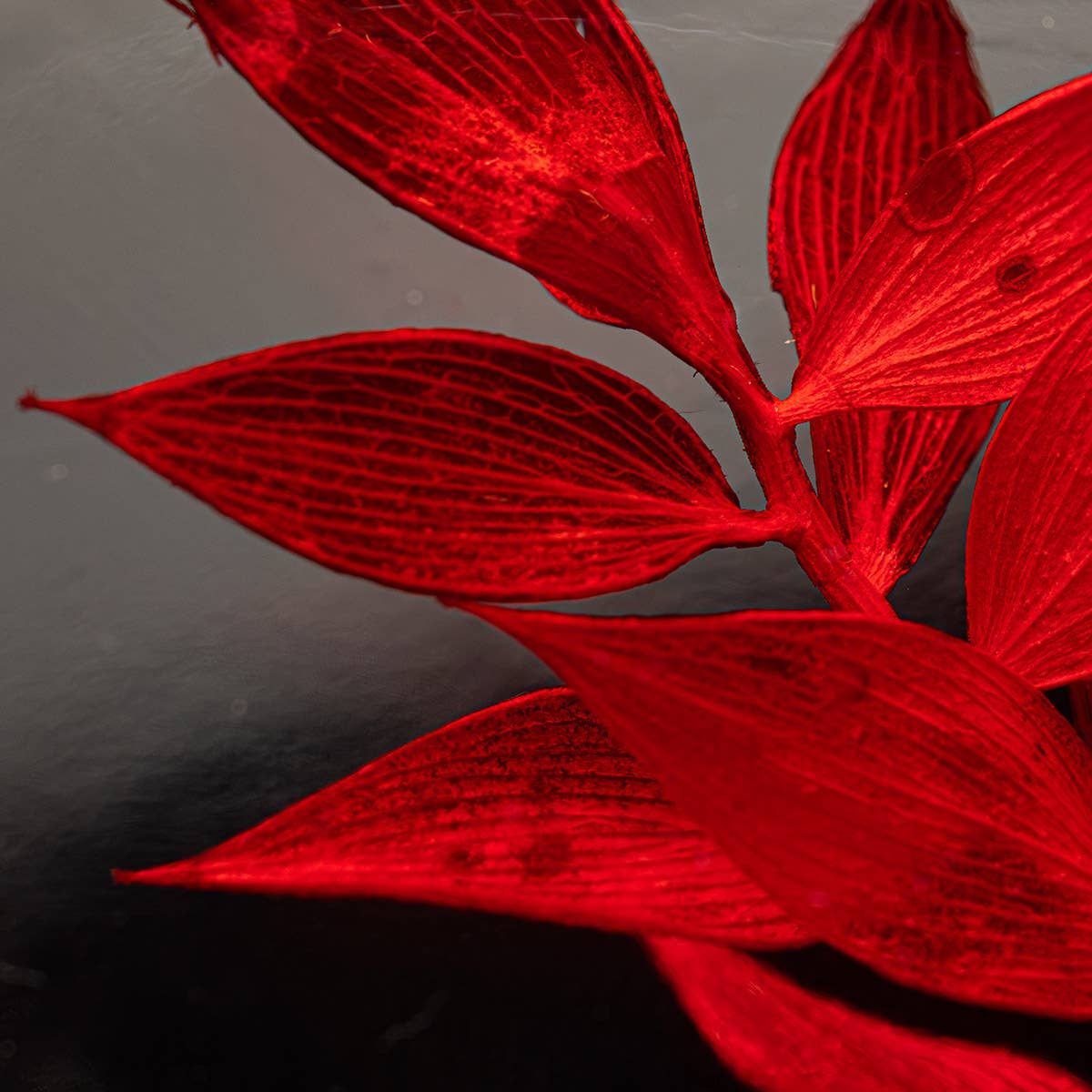 Theophile Berthon - Wholesale Live Plant - Red Ruscus Herbarium submerged plant9