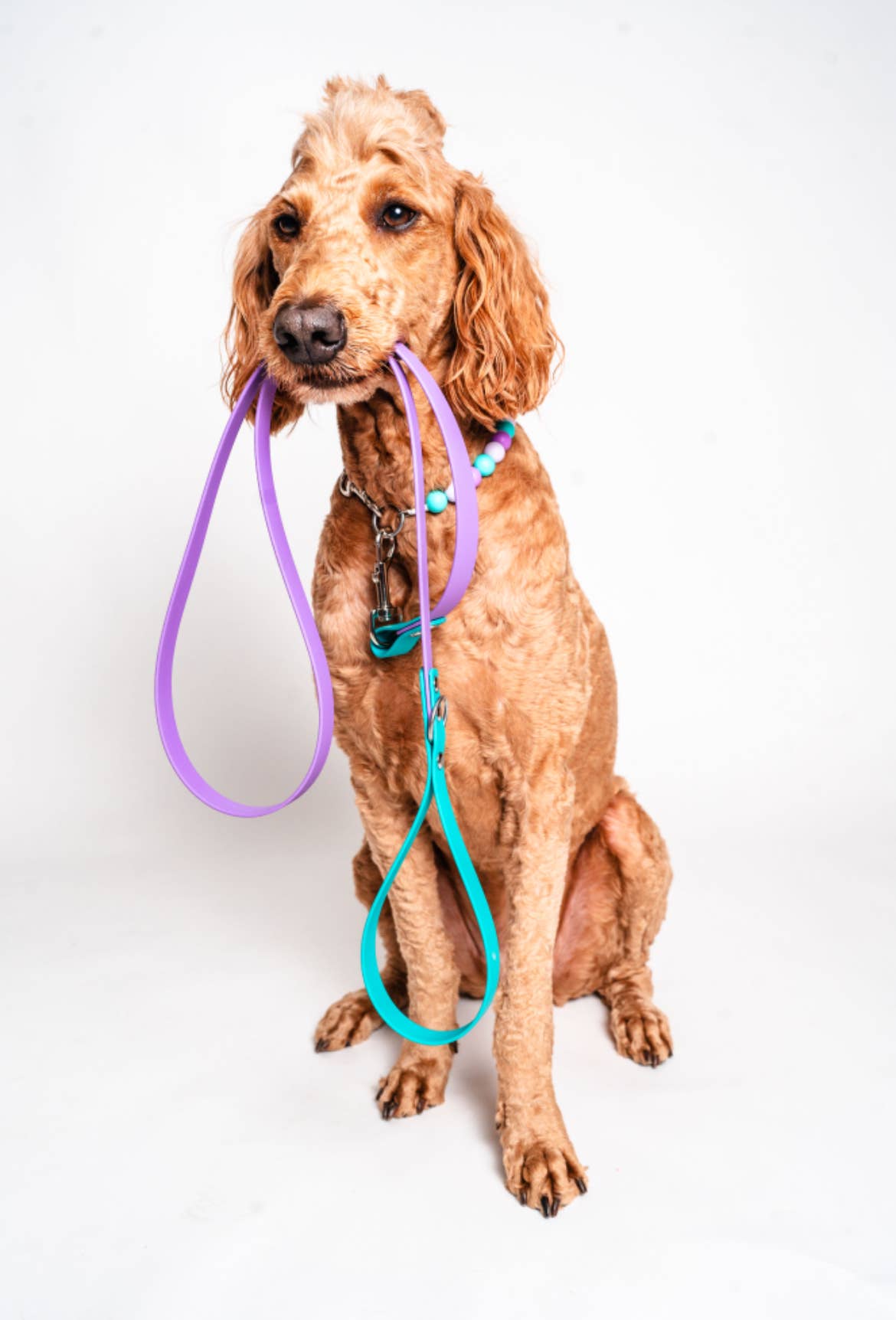 Dainty Paws - Venta al por mayor Collar - Perros - Sirena | Collar para perro con cuentas3