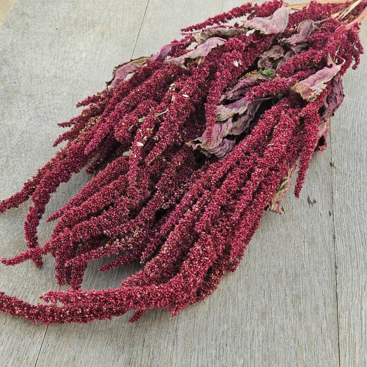 Alissas Flower Farm - Wholesale Dried/Pressed Flowers - Grain: Amaranth