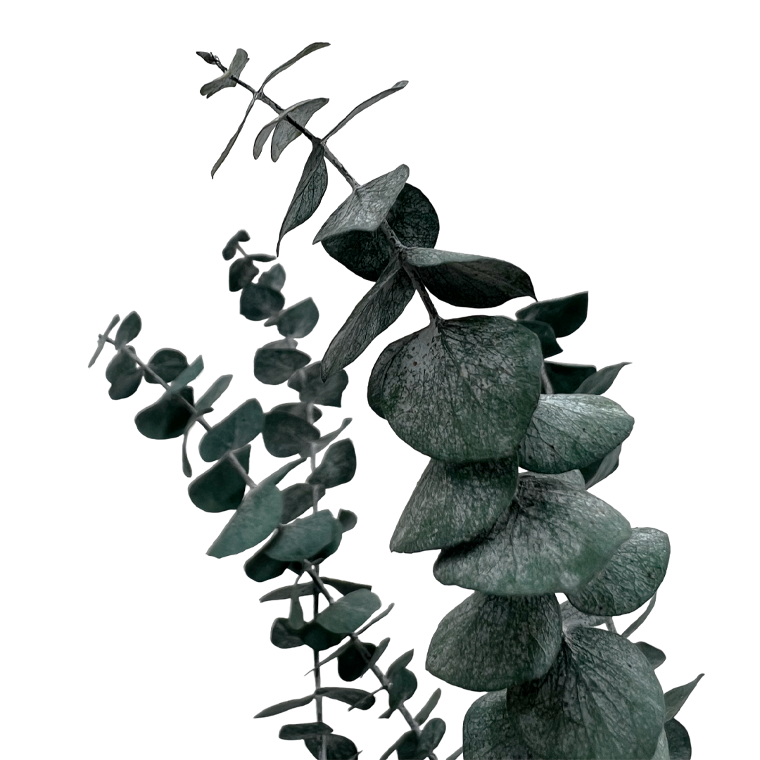 2626 Designs - Vente Fleur séchée/pressée - Feuilles d'eucalyptus petites préservées de 43 à 53 cm de long7