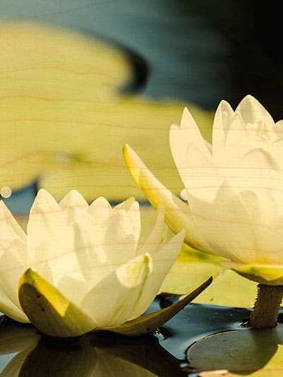 CARTÃO POSTAL MADEIRA DUAS NINFÉIAS BRANCAS por atacado de Hironwoods