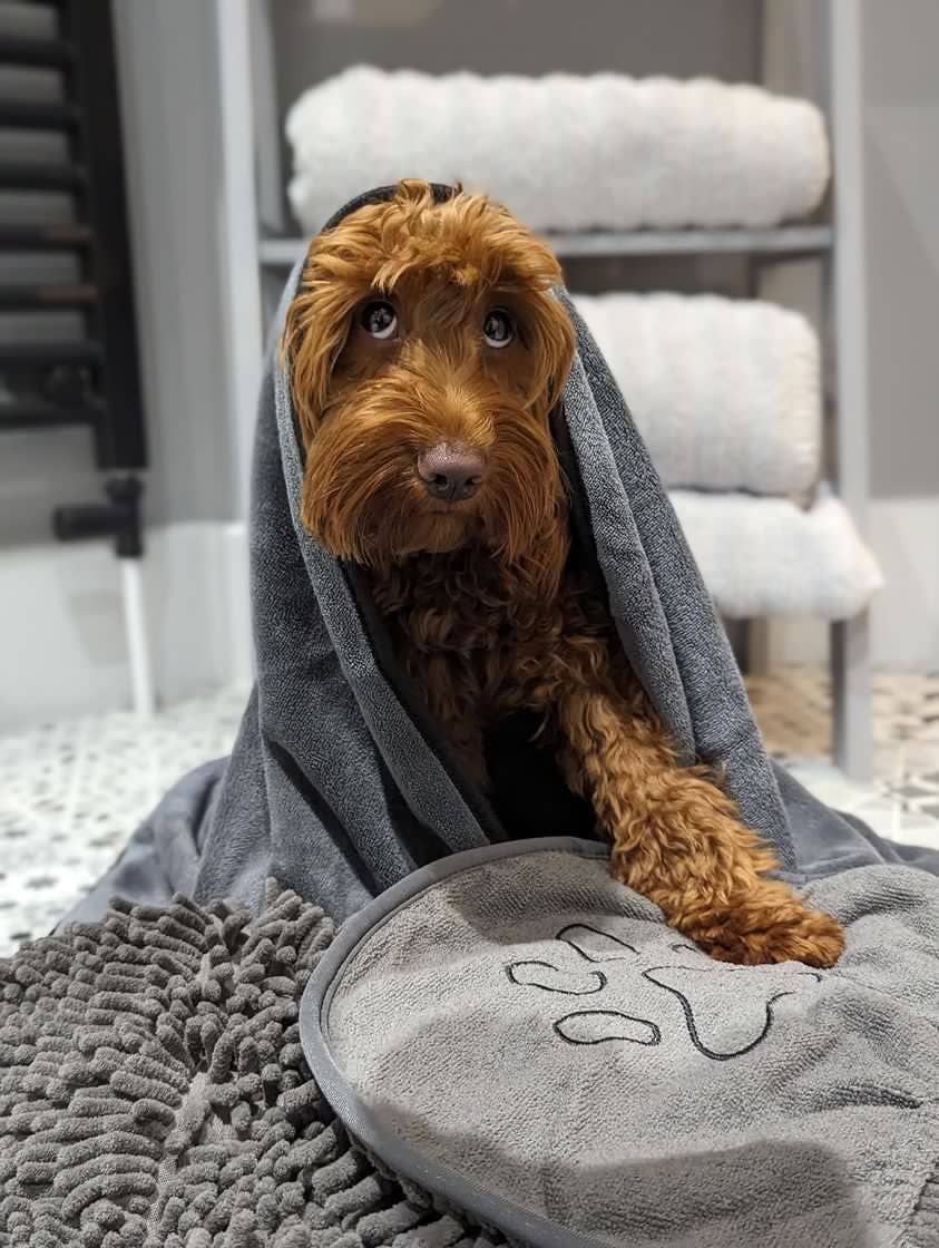 Pet Wiz - Vente Serviette – chien - Serviette pour chien en microfibre à texture chenille avec poche pour les mains5