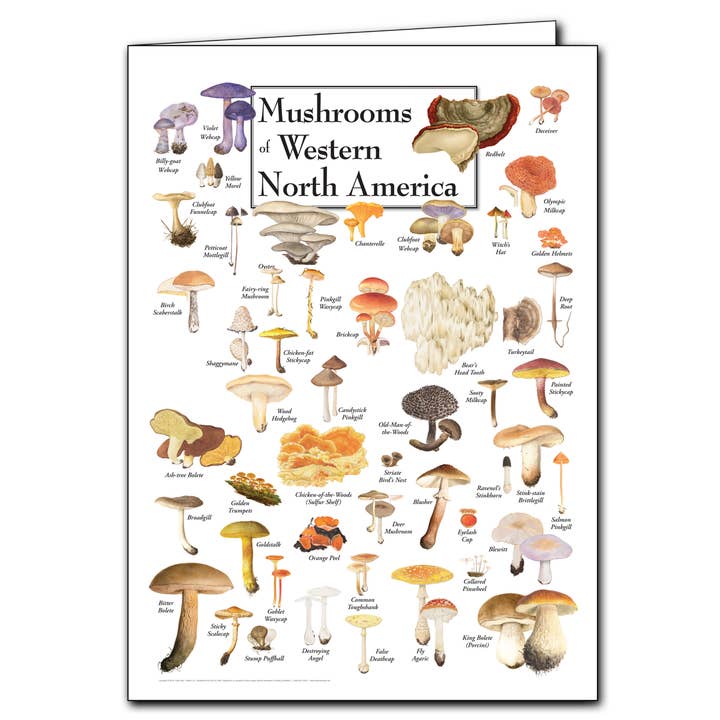 Mushrooms of Western N.A Poster Greeting Card for wholesale by Earth Sky + Water
