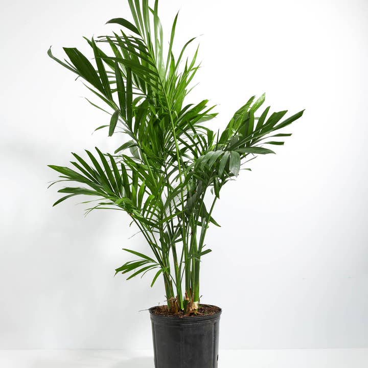 Lively Root - Wholesale Live Plant - Areca Palm Indoor Tree4