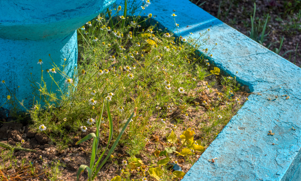 lotusleafaltars - Vente Graines de plantes - Set de graines de plantes magiques, avec des guides de culture colorés !9