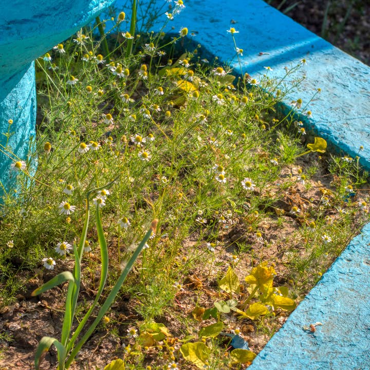 lotusleafaltars - Vente Graines de plantes - Set de graines de plantes magiques, avec des guides de culture colorés !9