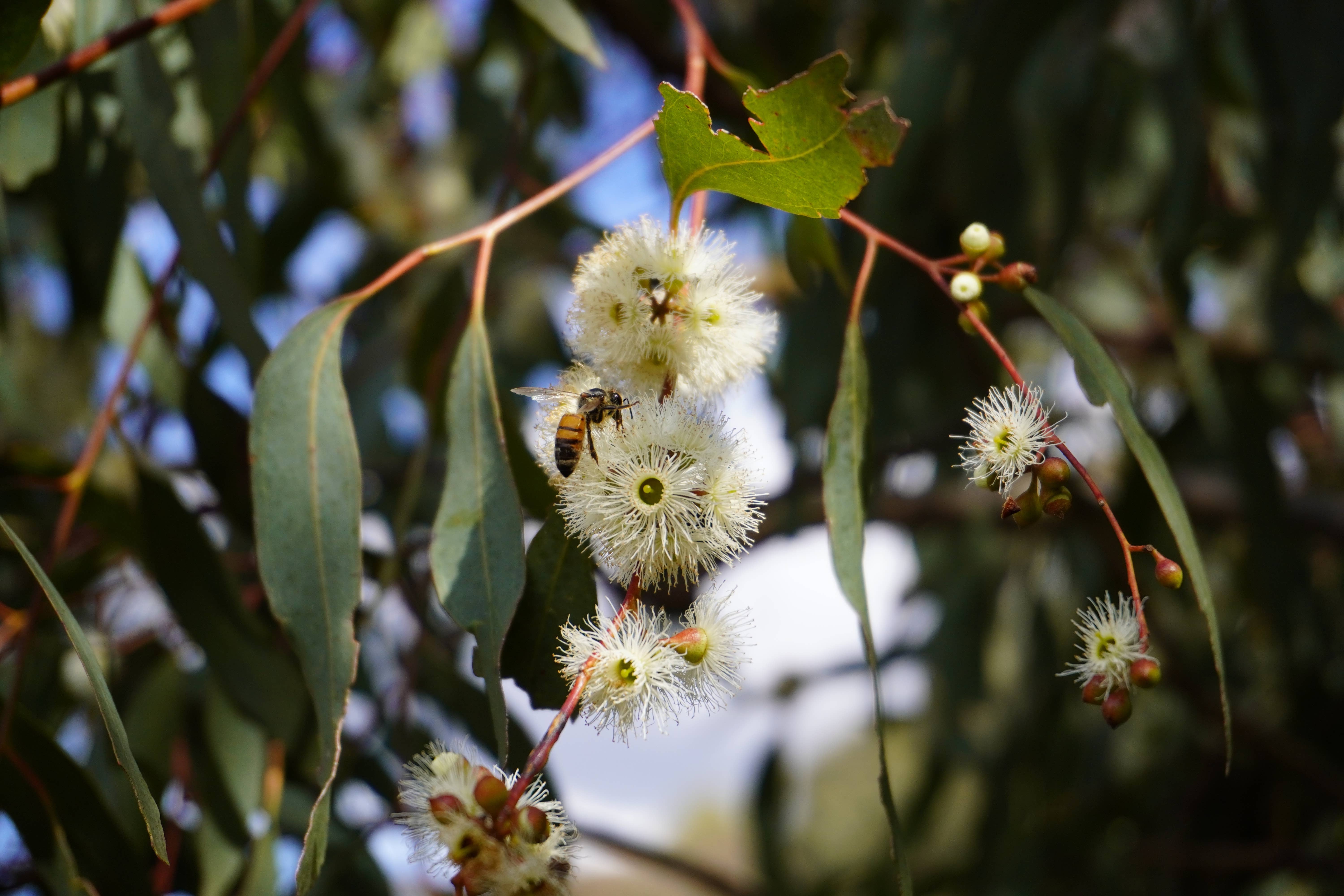 Australia's Manuka - Wholesale Honey - Fine Honey Eucalyptus 340g & 500g Squeeze Bottles2