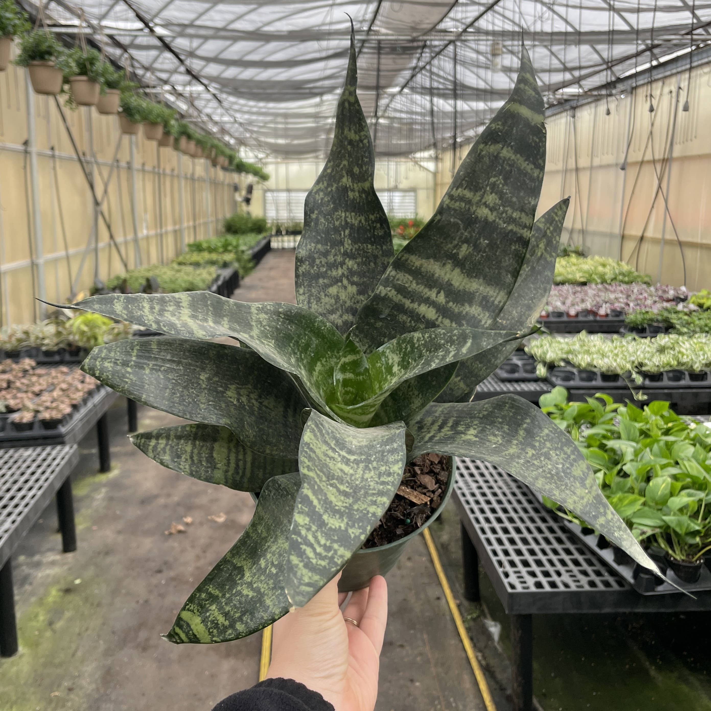 Thorsen's Greenhouse - Vente Plante - Snake 'Zeylancia', plante serpent - Plante vivante8