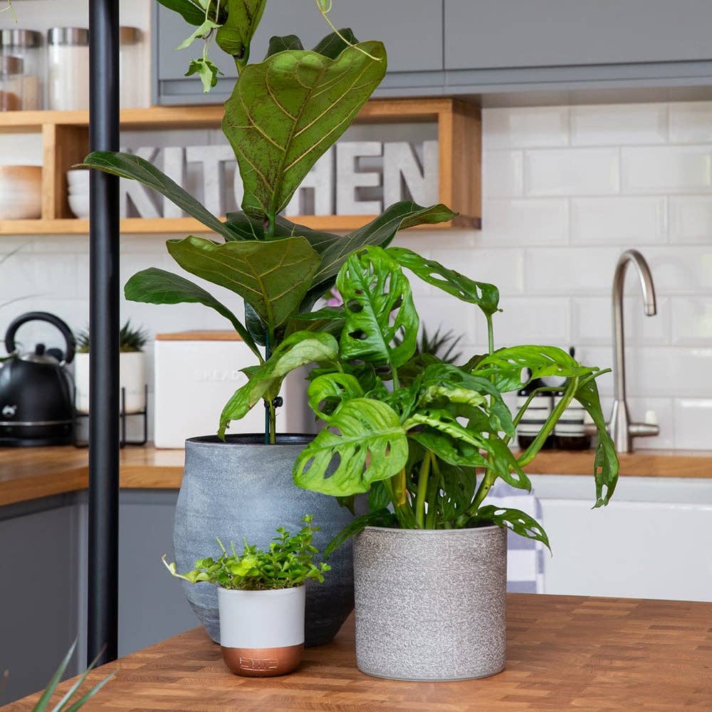 The Little Botanical – wholesale Live plant – Monstera Monkey Leaf 🐒8