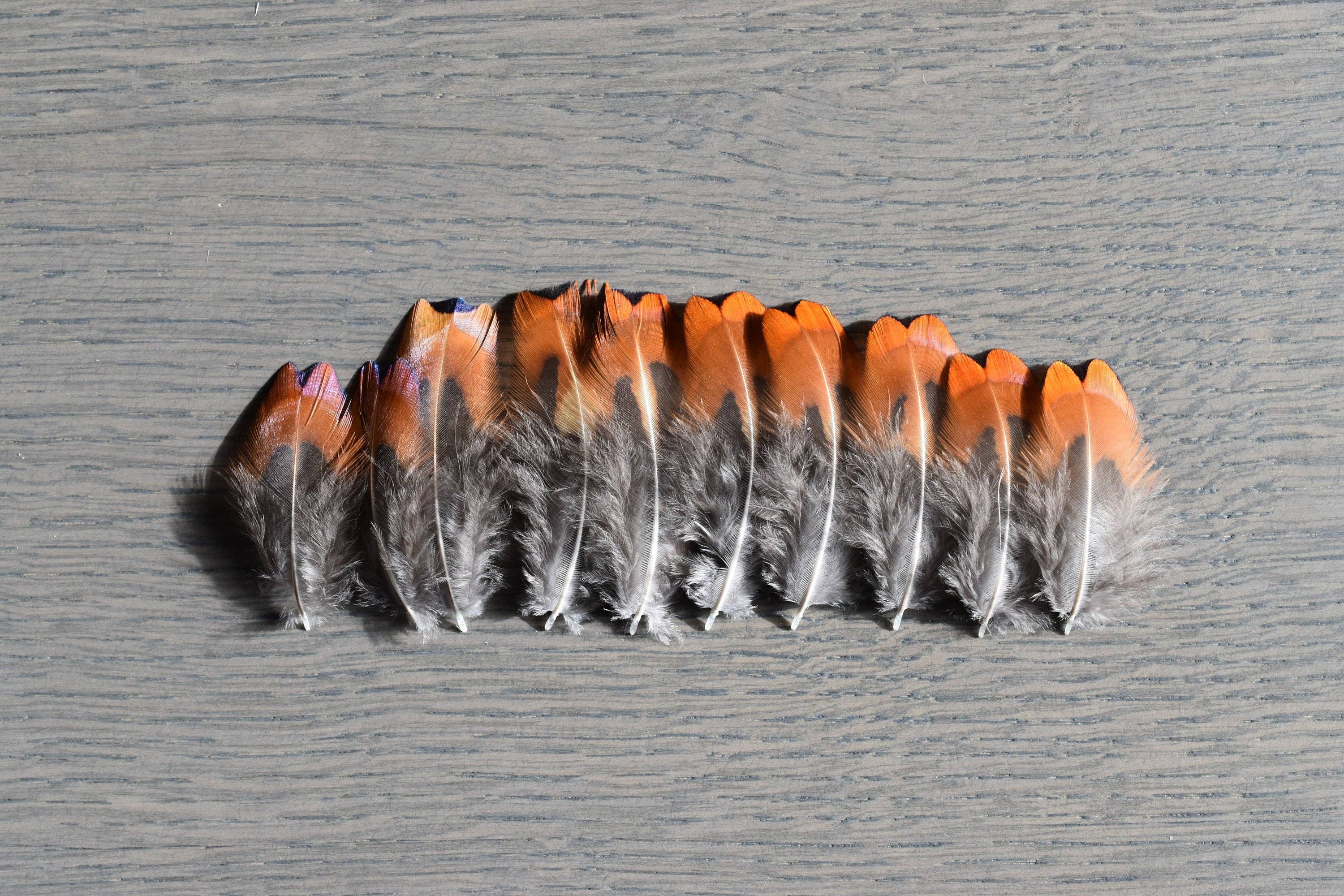 Plumes Naturelles - Wholesale Craft Supplies - Pheasant feathers1