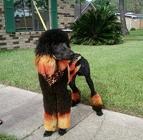 Warren London Dog Products - Wholesale Pet Grooming Aid - Dog - Critter Color - Temporary Fur Coloring - 7 Color Options12