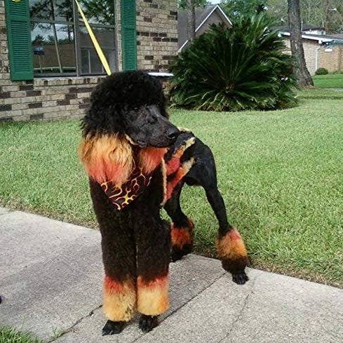 Warren London Dog Products – Großhandel Haustierpflegeprodukt – Hund – Critter Color – Temporäre Fellfärbung in 7 Farben12