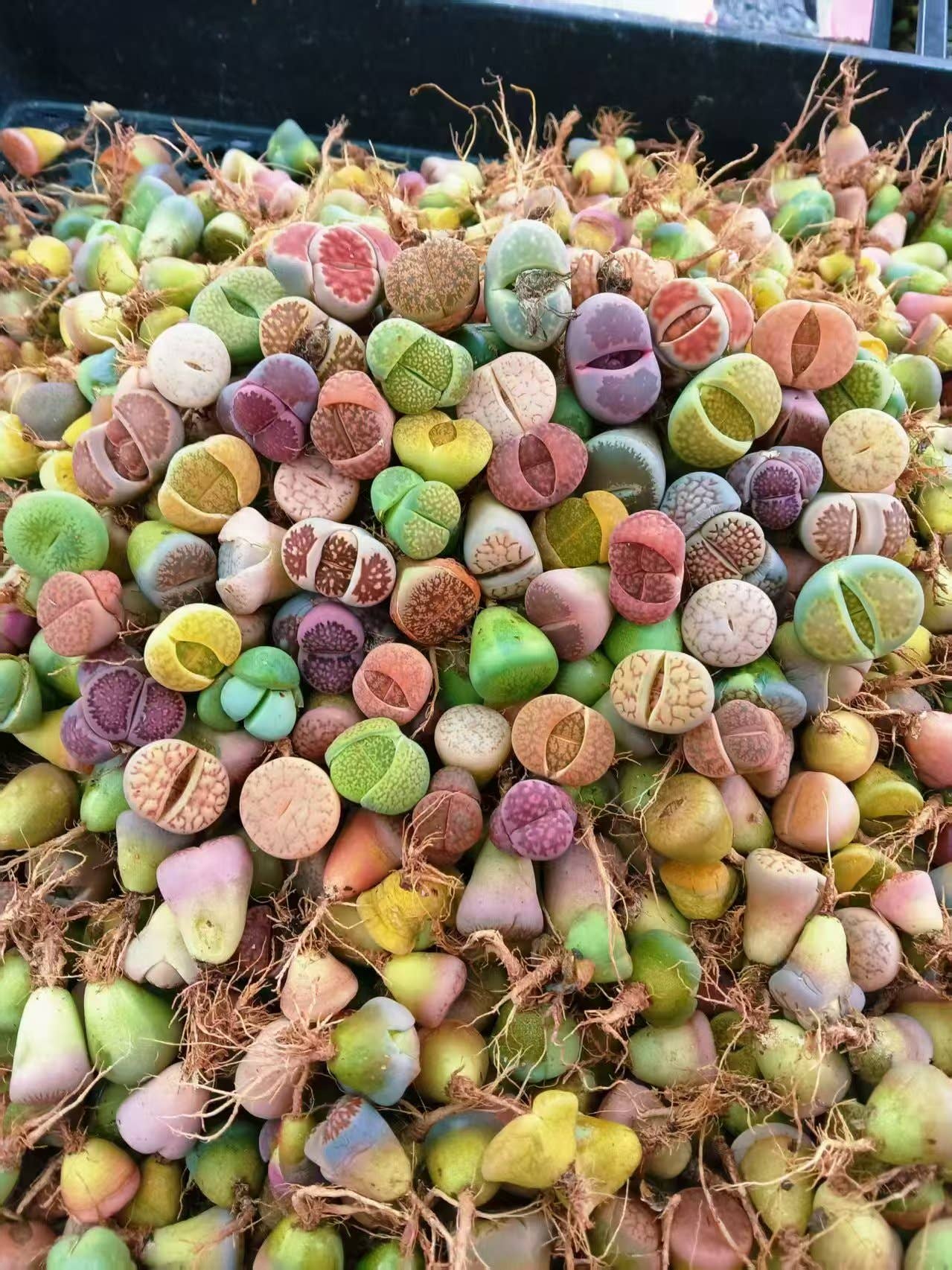 Secret Succulent Garden - Wholesale Succulent - Assorted Small Lithops – Bare Root (0.5", 2 Years Old)1