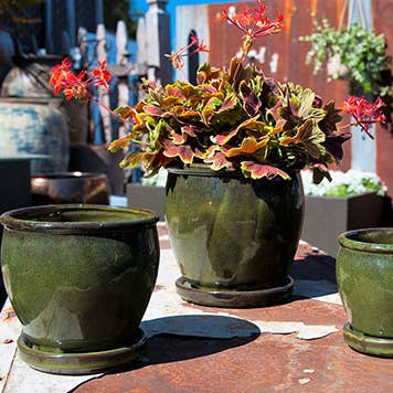 Butter Cup Pot With Attached Saucer, Tropical Green, Size C for wholesale by Pacific Home & Garden