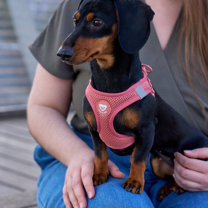 Dukier - Wholesale Pet Harness - Dog - TERRACOTTA DOG BODY HARNESS3