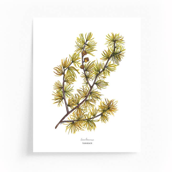 Illustrazione Botanica di Foglie d'Autunno di Tamarack Stampa 8x10 per la vendita all'ingrosso da parte di Wander & Gather
