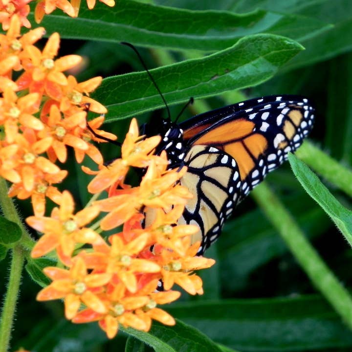 Sow True Seed - Wholesale Plant Seeds - Milkweed Seeds - Butterfly