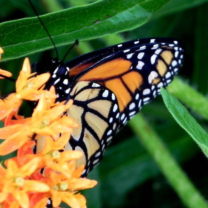 Milkweed Seeds - Butterfly for wholesale by Sow True Seed