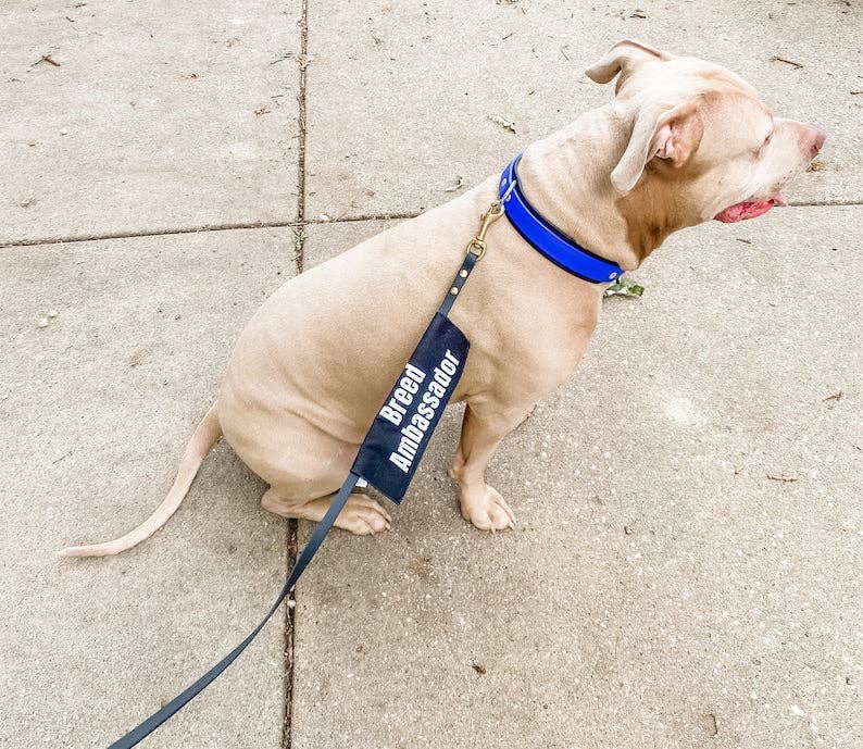 Best Friend Supplies Co - Wholesale Pet Leash - Dog - Bully Breed Ambassador5