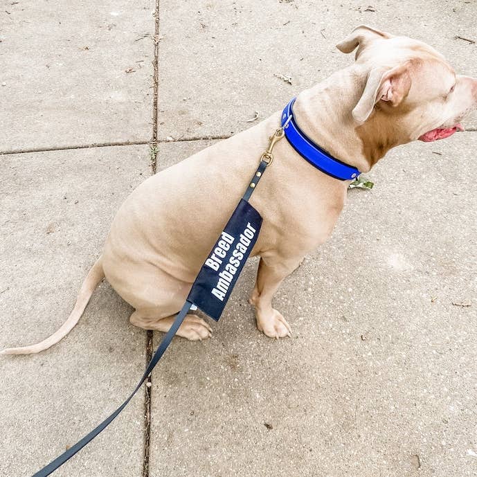 Best Friend Supplies Co - Wholesale Pet Leash - Dog - Bully Breed Ambassador5