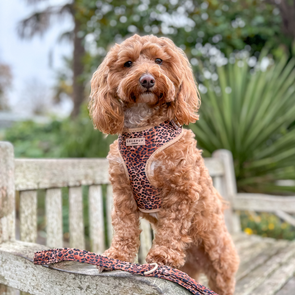 Cocopup London - Wholesale Pet Leash - Dog - Quilted Leopard Pup Lead13
